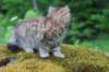urielle11weeks226202350_small.jpg