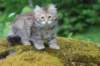 urielle11weeks226202351_small.jpg