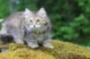 urielle11weeks226202352_small.jpg