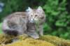urielle11weeks226202357_small.jpg