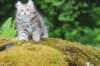 urielle11weeks226202360_small.jpg