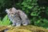 urielle11weeks226202361_small.jpg
