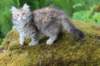 urielle11weeks226202373_small.jpg