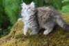 urielle11weeks226202375_small.jpg