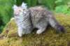 urielle11weeks226202377_small.jpg