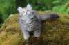 urielle11weeks226202381_small.jpg