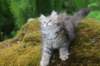 urielle11weeks226202382_small.jpg
