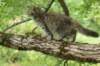 urielle12weeks17202330_small.jpg