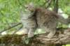 urielle12weeks17202337_small.jpg