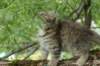 urielle12weeks17202338_small.jpg