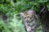 urielle12weeks1720234_small.jpg