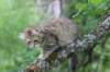urielle12weeks17202350_small.jpg