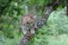 urielle12weeks17202353_small.jpg