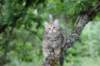urielle12weeks17202354_small.jpg