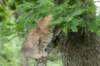 urielle12weeks17202360_small.jpg
