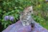 urielle95viikkoa126202339_small.jpg