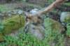 urielle95viikkoa126202350_small.jpg