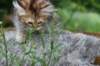urielle10weeks176202323_small.jpg
