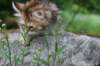 urielle10weeks176202324_small.jpg