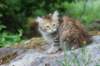 urielle10weeks176202329_small.jpg