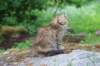 urielle10weeks176202339_small.jpg