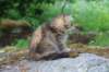 urielle10weeks176202342_small.jpg