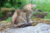 urielle10weeks176202343_small.jpg