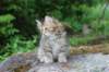 urielle10weeks176202353_small.jpg