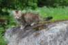 urielle10weeks176202364_small.jpg