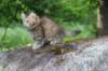 urielle10weeks176202365_small.jpg