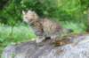 urielle10weeks176202366_small.jpg