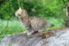 urielle10weeks176202368_small.jpg