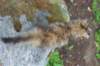 urielle10weeks176202372_small.jpg