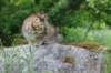 urielle10weeks176202373_small.jpg