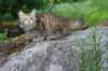 urielle10weeks176202374kopio_small.jpg