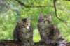 urielleandursulina10_small.jpg
