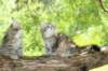 urielleandursulina6_small.jpg
