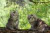urielleandursulina8_small.jpg
