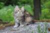 ursulina10weeks176202311_small.jpg