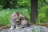 ursulina10weeks176202313_small.jpg