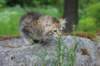 ursulina10weeks176202314_small.jpg