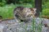 ursulina10weeks176202315_small.jpg