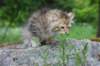 ursulina10weeks176202319_small.jpg