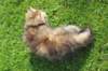 ursulina10weeks17620231_small.jpg