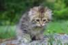 ursulina10weeks176202321_small.jpg