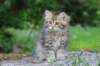ursulina10weeks176202323_small.jpg