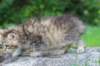 ursulina10weeks176202328_small.jpg