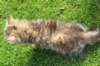 ursulina10weeks17620232_small.jpg