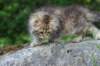 ursulina10weeks176202331_small.jpg