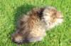 ursulina10weeks17620233_small.jpg
